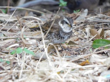 ツグミ 葛西臨海公園 2021年4月10日(土)