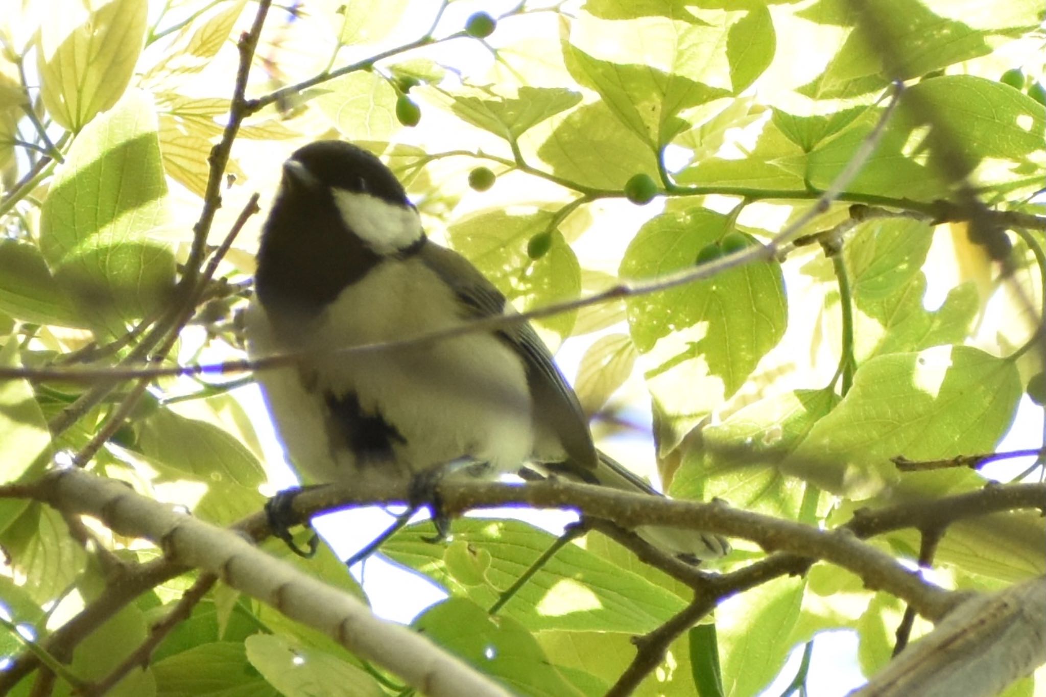 シジュウカラ