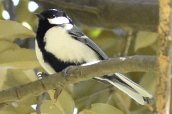 2021年4月10日(土) 芝川第一調節池(芝川貯水池)の野鳥観察記録