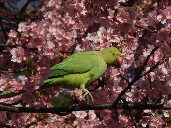 ワカケホンセイインコ 東京都品川区 2021年2月25日(木)