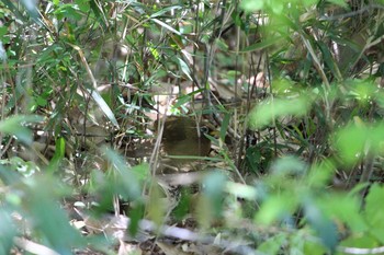 2021年4月10日(土) 埼玉県こども動物自然公園の野鳥観察記録