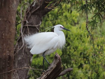 Sun, 3/28/2021 Birding report at 横十間川親水公園(東京都江東区)