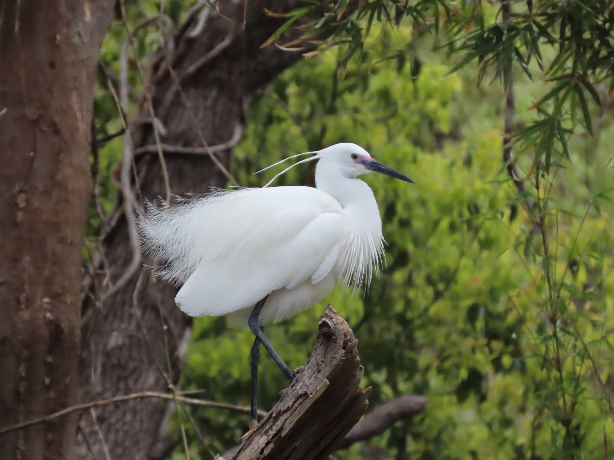 Photo of Little Egret at 横十間川親水公園(東京都江東区) by のぐち