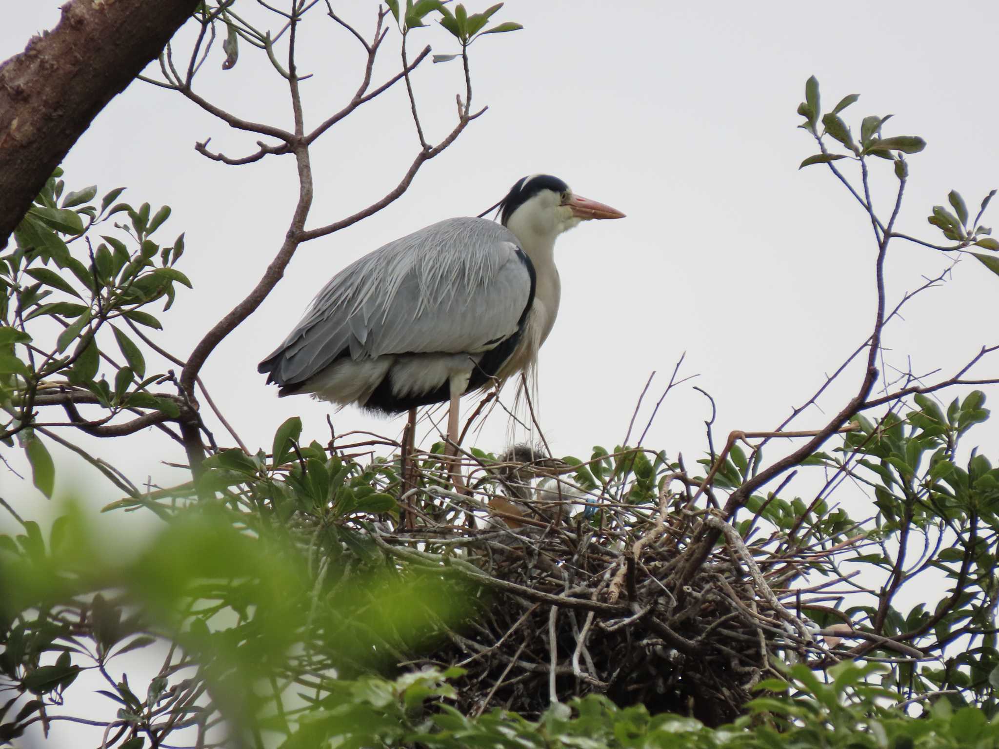 Photo of Grey Heron at 横十間川親水公園(東京都江東区) by のぐち