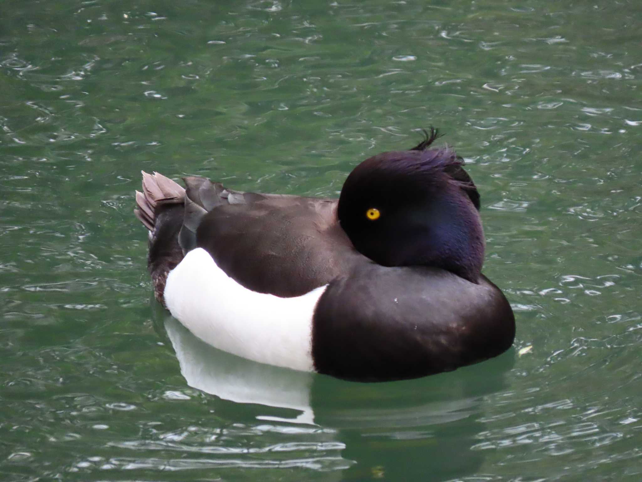 Photo of Tufted Duck at 横十間川親水公園(東京都江東区) by のぐち