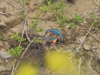 カワセミ 浅川 2021年4月10日(土)