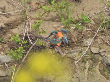 Common Kingfisher 浅川 Sat, 4/10/2021