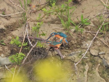 Common Kingfisher 浅川 Sat, 4/10/2021