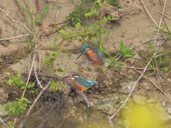 Common Kingfisher 浅川 Sat, 4/10/2021