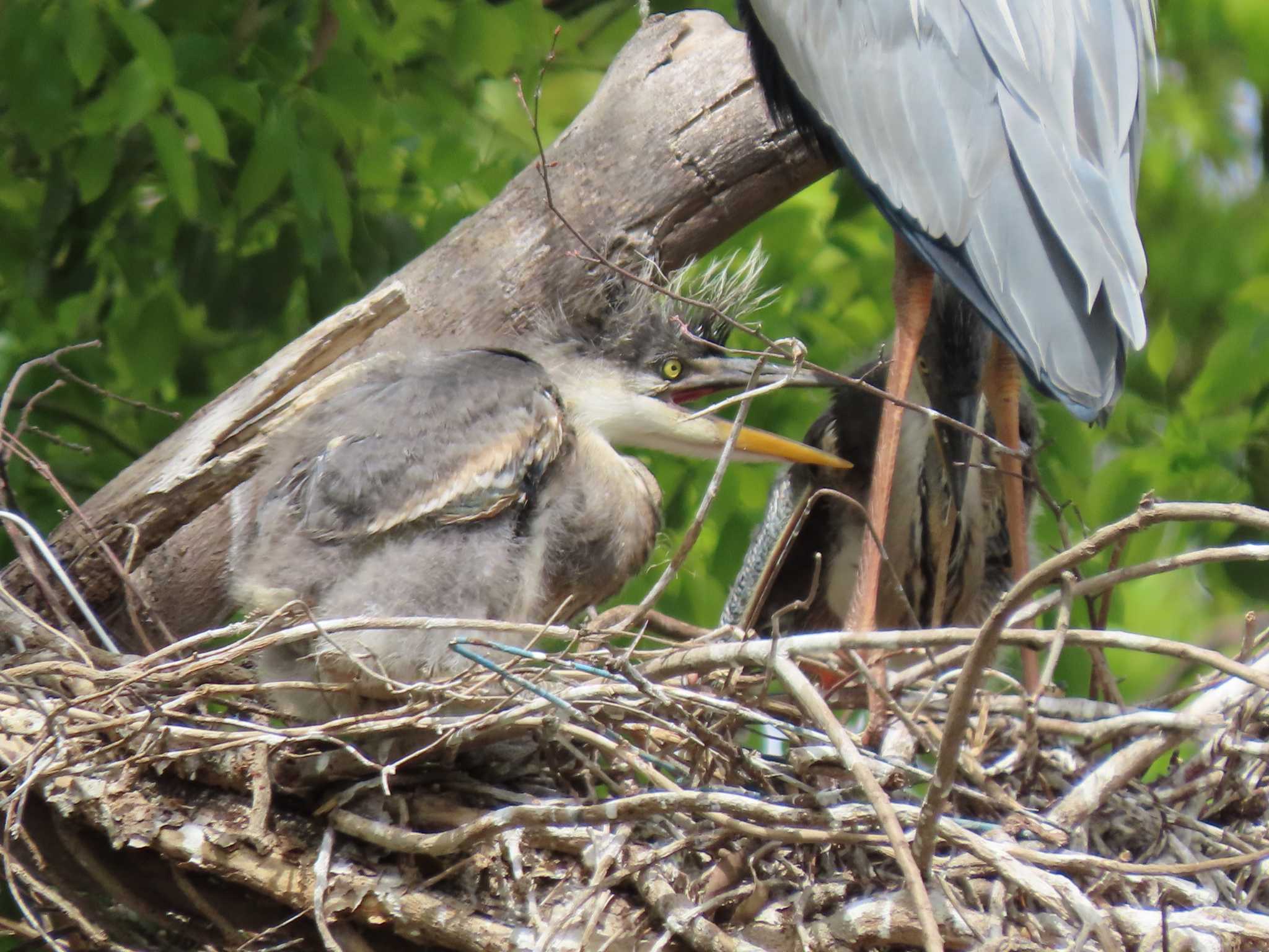 Photo of Grey Heron at 横十間川親水公園(東京都江東区) by のぐち