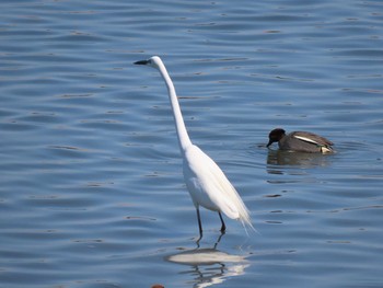 2021年4月10日(土) 藤前干潟の野鳥観察記録