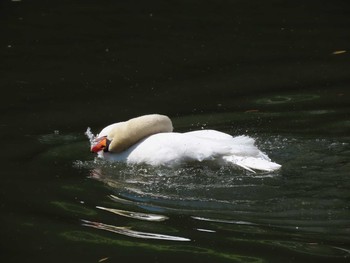 2021年4月10日(土) 皇居の野鳥観察記録