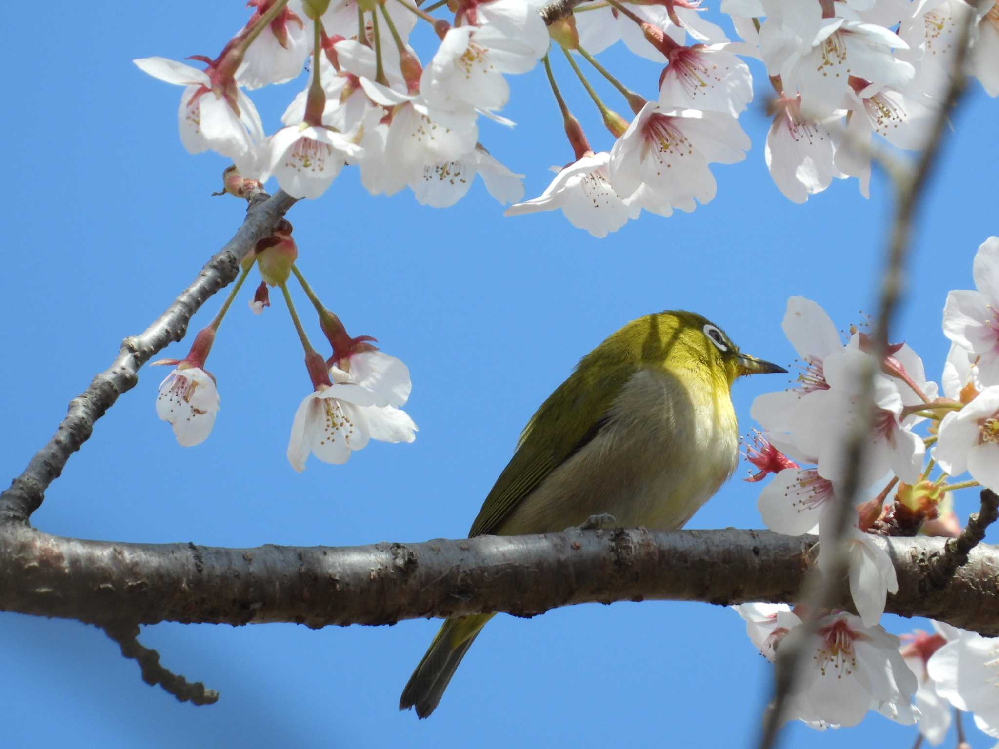 長命館公園 メジロの写真