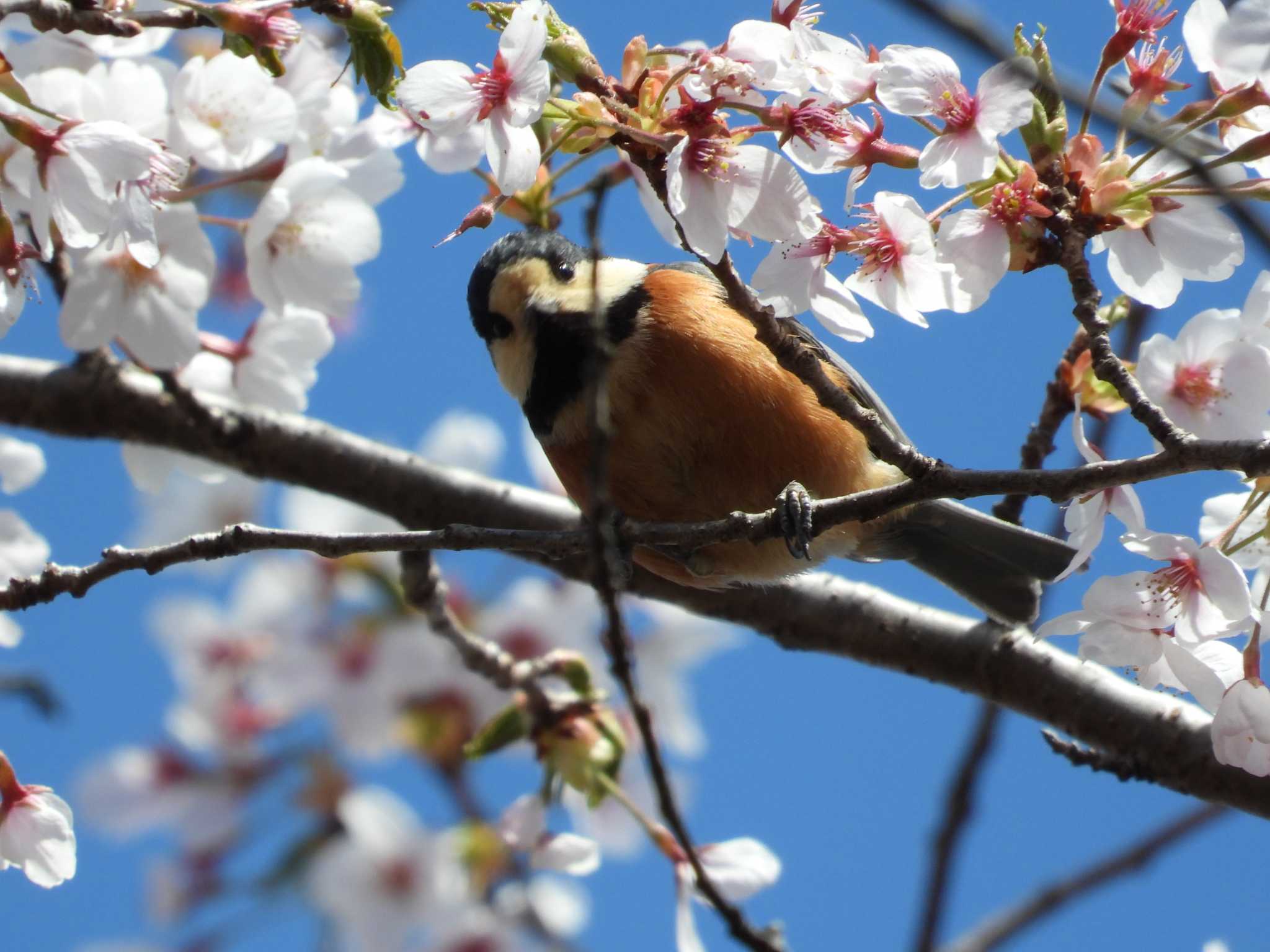 長命館公園 ヤマガラの写真