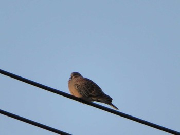 Oriental Turtle Dove 環水公園 Sun, 2/19/2017