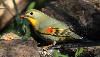 ソウシチョウ 東京都 2017年2月19日(日)