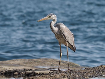 Grey Heron 藤沢市 Fri, 4/9/2021