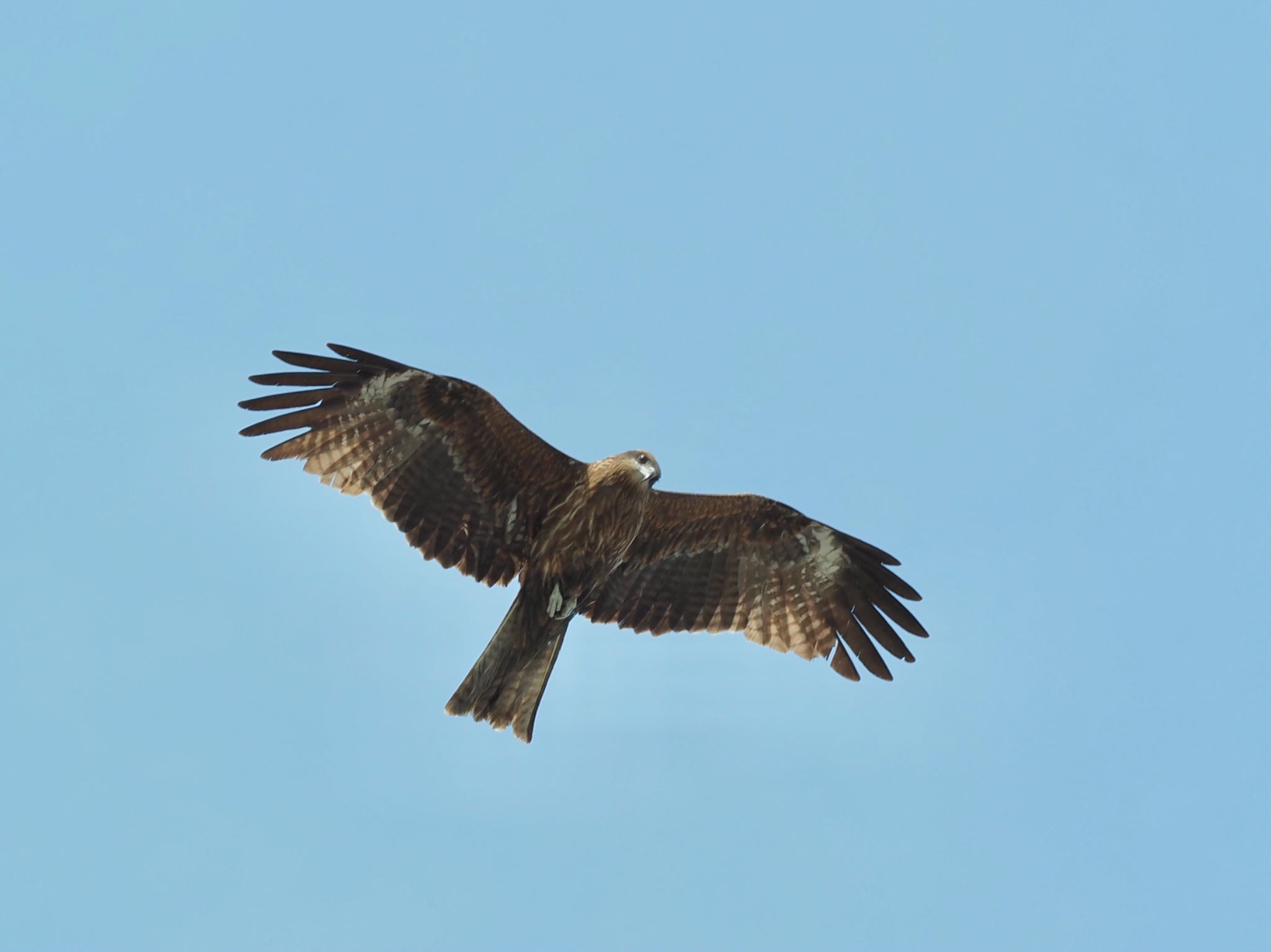 Photo of Black Kite at 藤沢市 by 大福