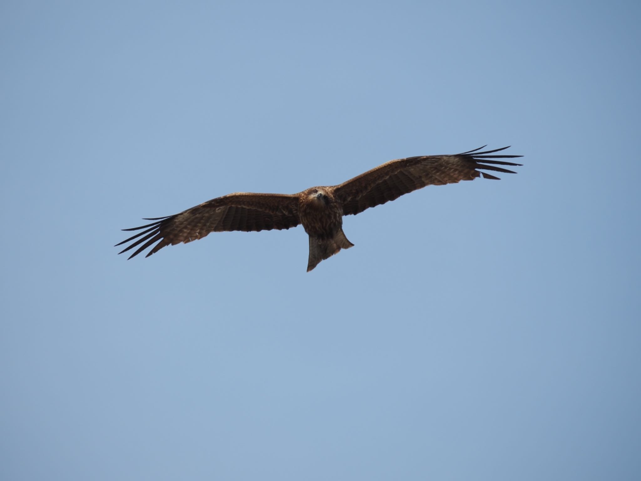 Photo of Black Kite at 藤沢市 by 大福