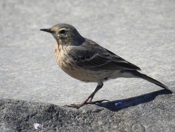 2021年4月10日(土) 多摩川二ヶ領宿河原堰の野鳥観察記録