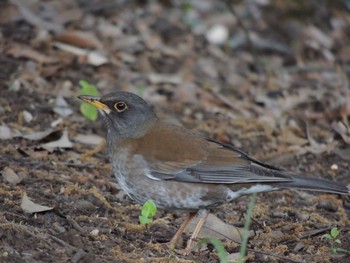 2021年4月10日(土) 葛西臨海公園の野鳥観察記録