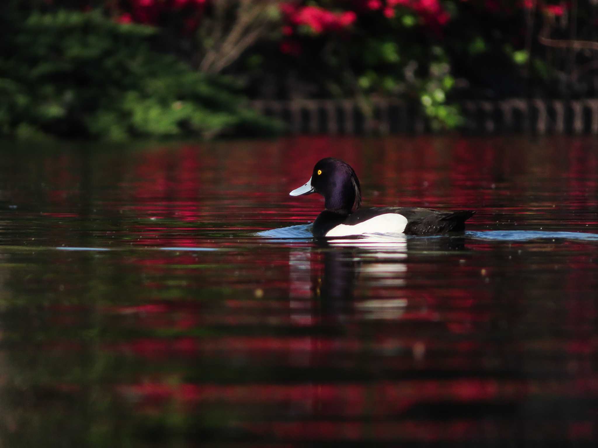 大池親水公園 キンクロハジロの写真