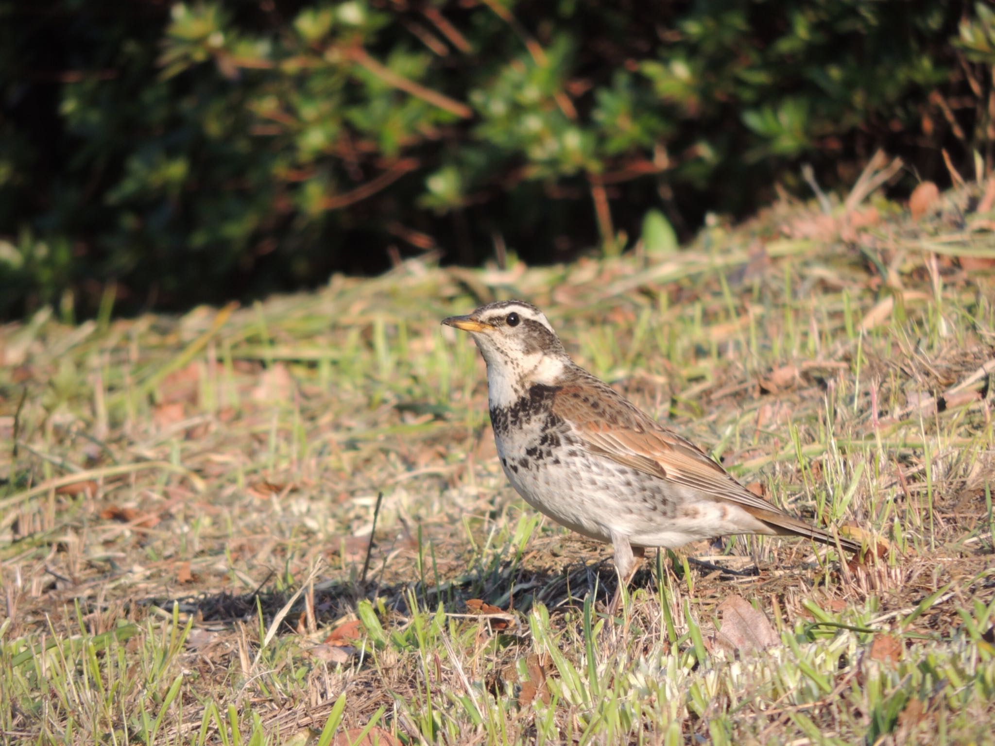 葛西臨海公園 ツグミの写真