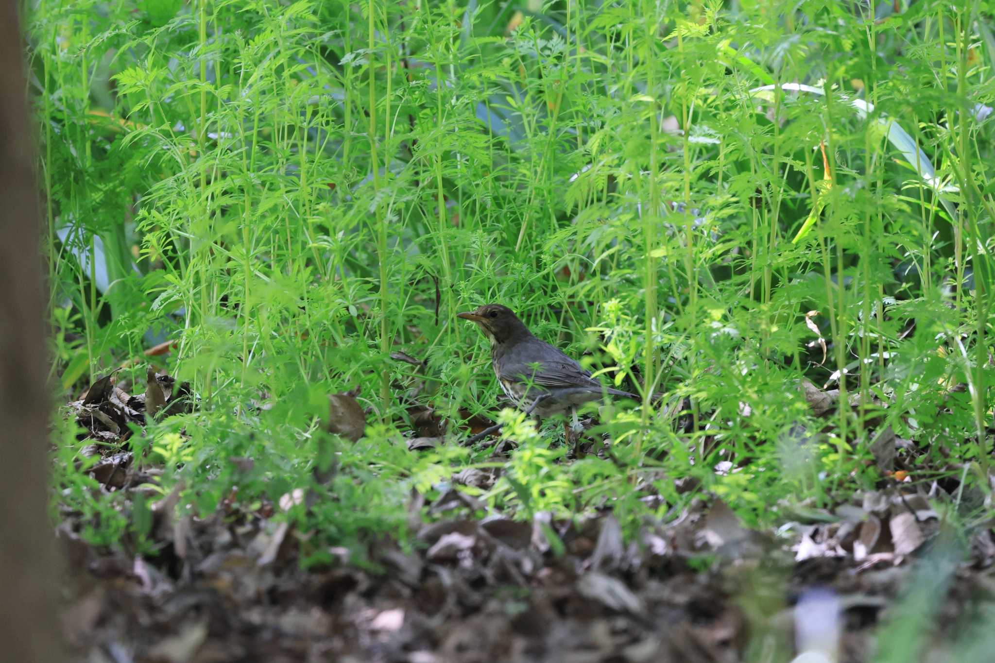 クロツグミ