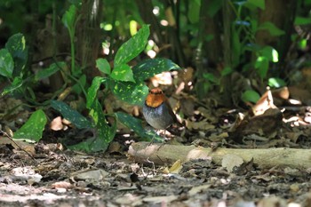 2021年4月10日(土) 大阪城公園の野鳥観察記録