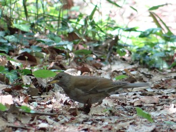 Pale Thrush 菅田みどりの丘公園(横浜市神奈川区) Sat, 4/10/2021