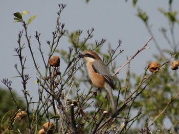 Bull-headed Shrike 菅田みどりの丘公園(横浜市神奈川区) Sat, 4/10/2021