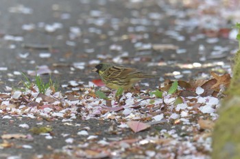 アオジ 滋賀県希望が丘文化公園 2021年4月10日(土)