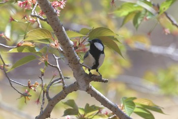 シジュウカラ 滋賀県希望が丘文化公園 2021年4月10日(土)