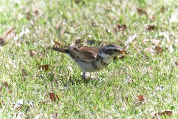 ツグミ 滋賀県希望が丘文化公園 2021年4月10日(土)