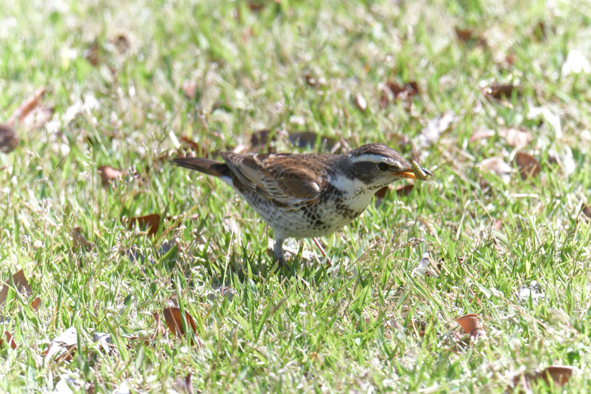 滋賀県希望が丘文化公園 ツグミの写真