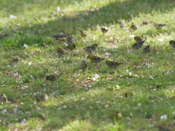 Eurasian Siskin 境港市花町　台場公園 Sat, 4/10/2021