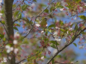 マヒワ 境港市花町　台場公園 2021年4月10日(土)