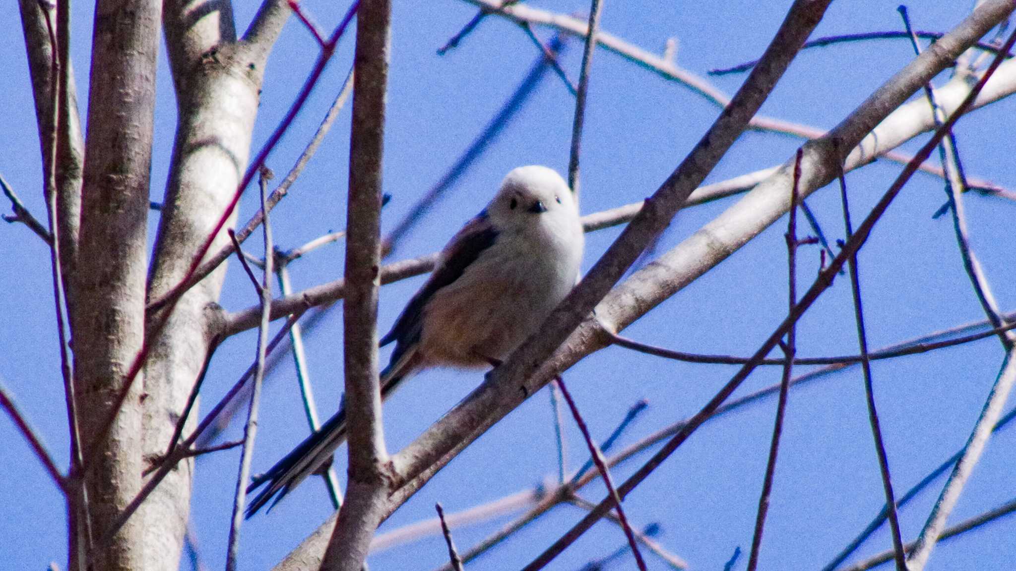 Long-tailed tit(japonicus)