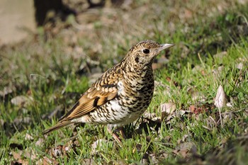 White's Thrush 兵庫県 Sat, 2/18/2017