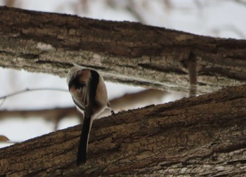 Long-tailed tit(japonicus) Unknown Spots Sat, 4/3/2021