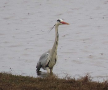 Grey Heron 石狩川流域湖沼群 Sun, 4/4/2021