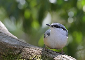 2021年4月10日(土) 西湖野鳥の森公園の野鳥観察記録