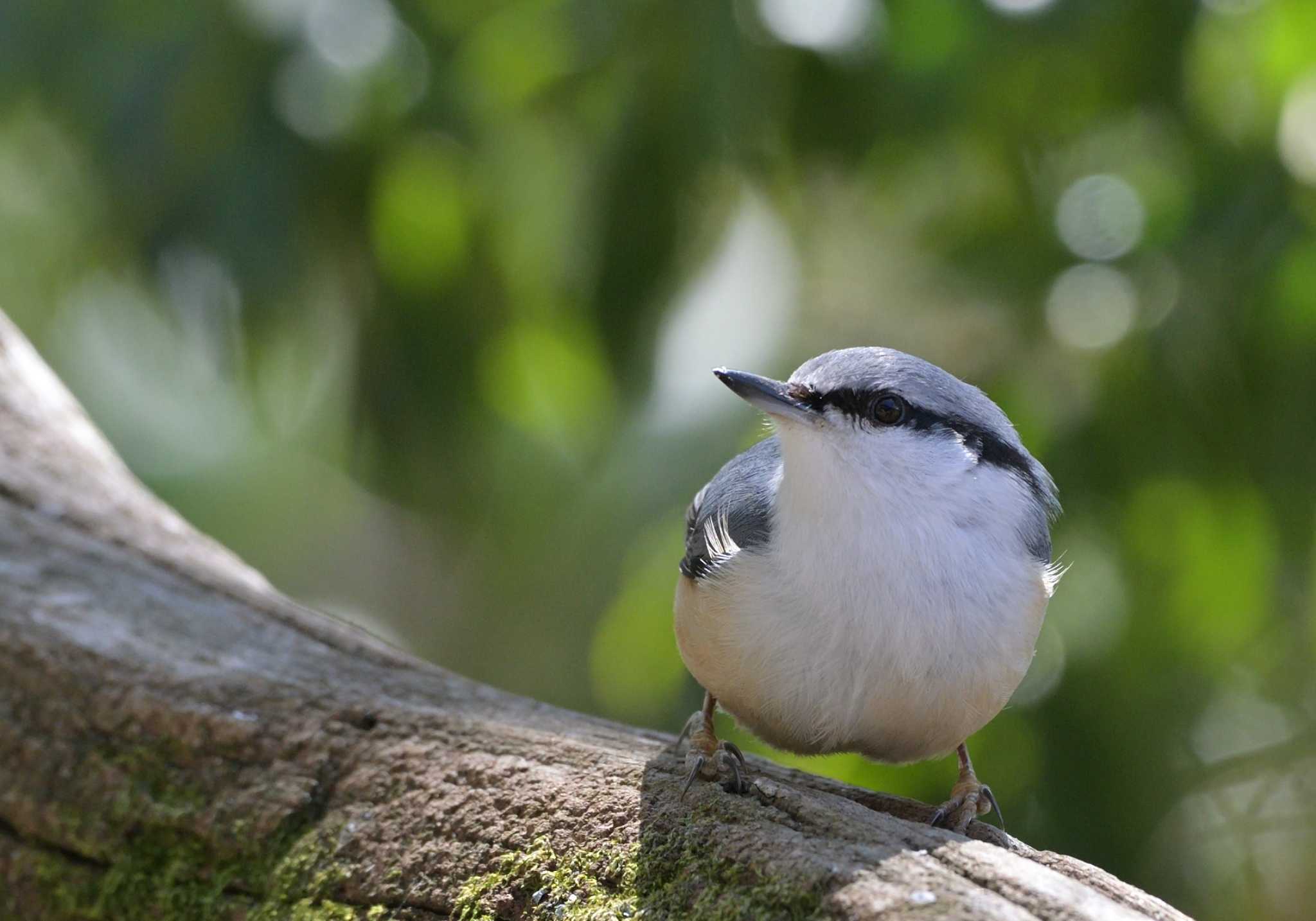 西湖野鳥の森公園 ゴジュウカラの写真 by 塩コンブ