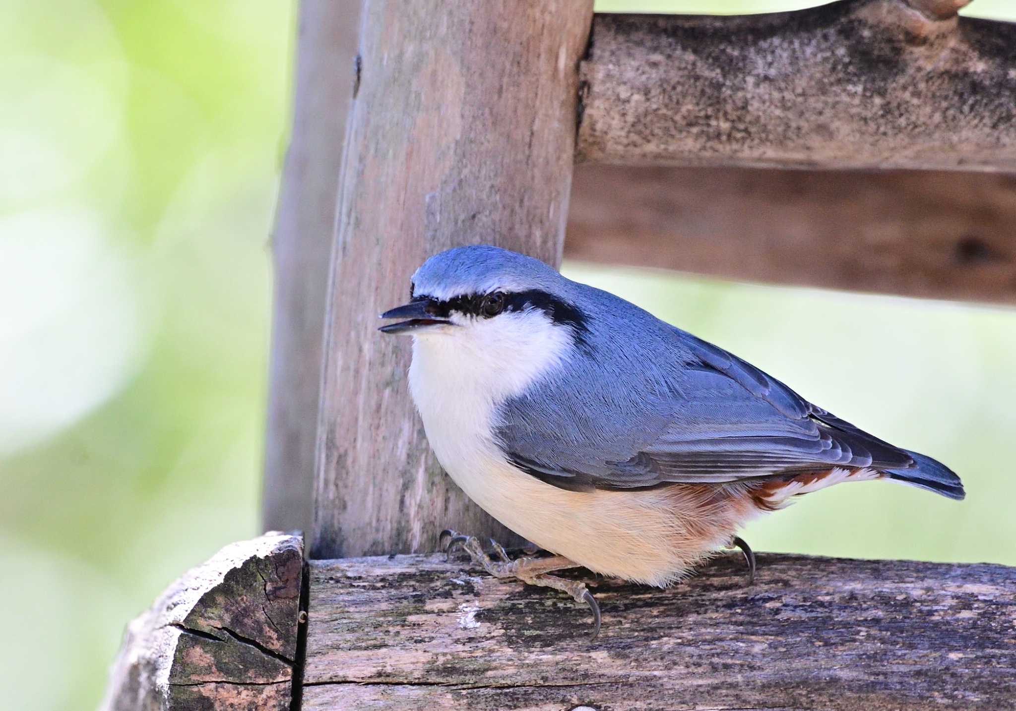 西湖野鳥の森公園 ゴジュウカラの写真 by 塩コンブ