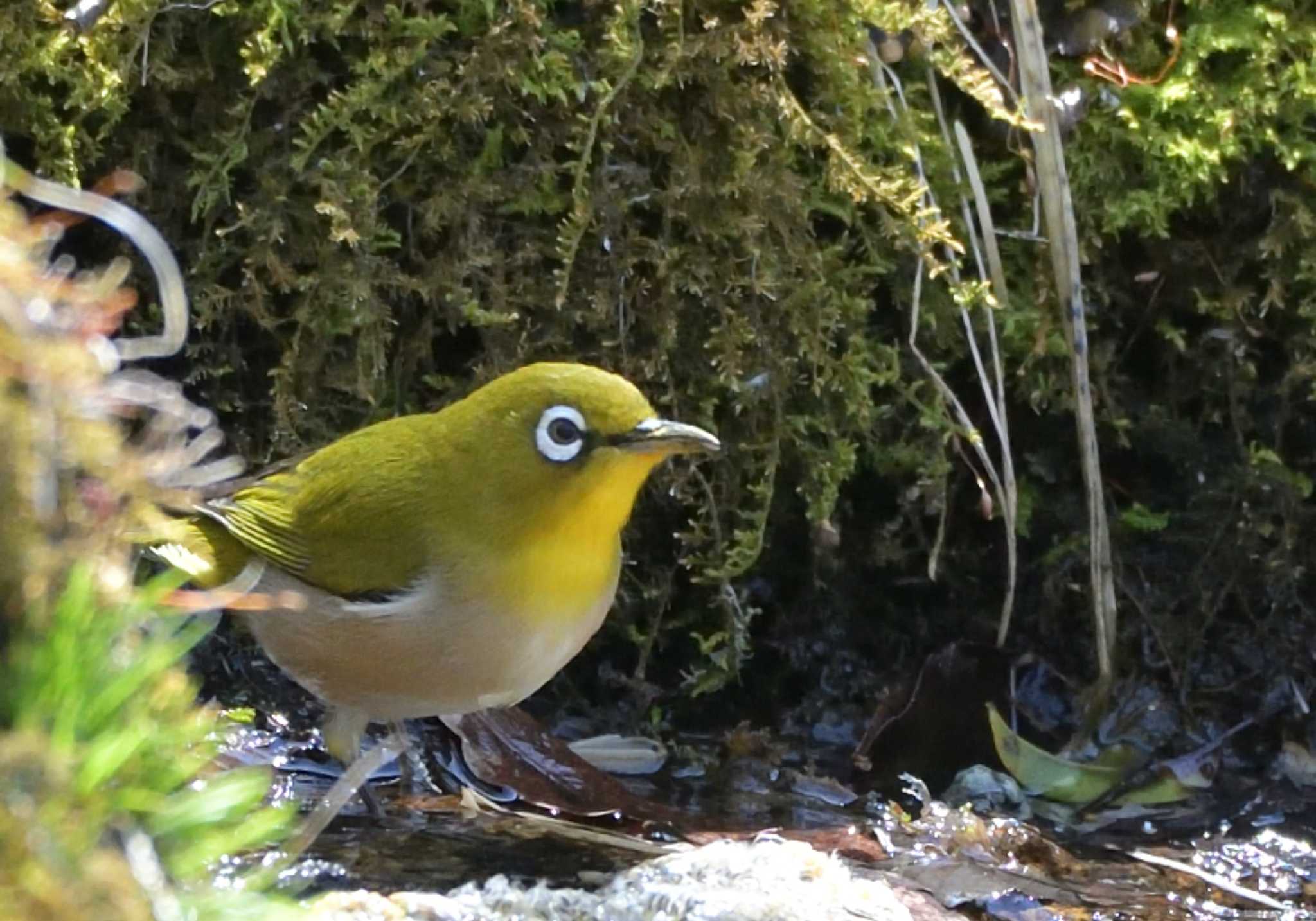 西湖野鳥の森公園 メジロの写真 by 塩コンブ