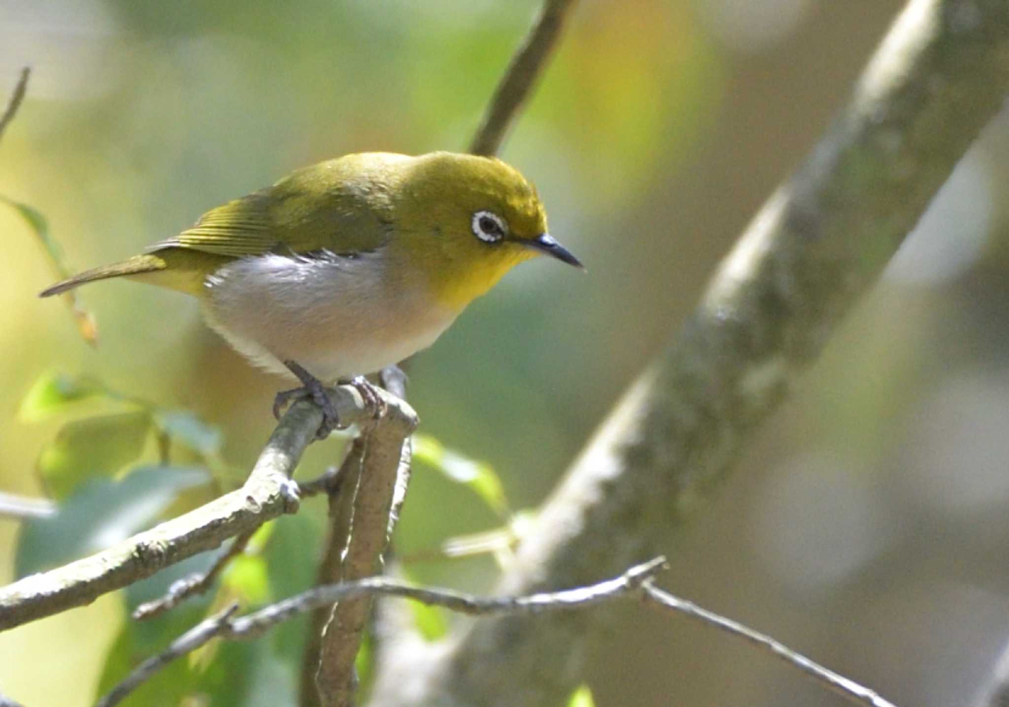 西湖野鳥の森公園 メジロの写真 by 塩コンブ