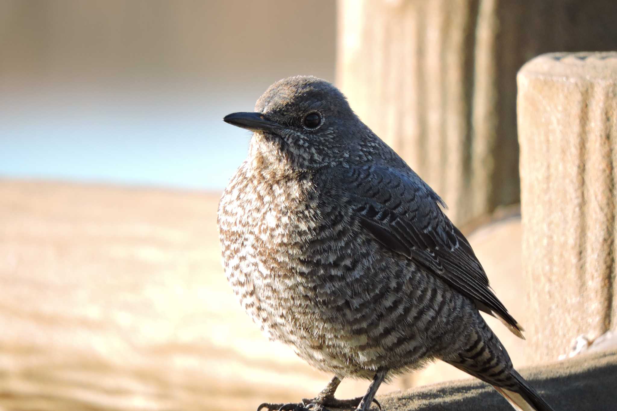 Photo of Blue Rock Thrush at 兵庫県 by アカウント686
