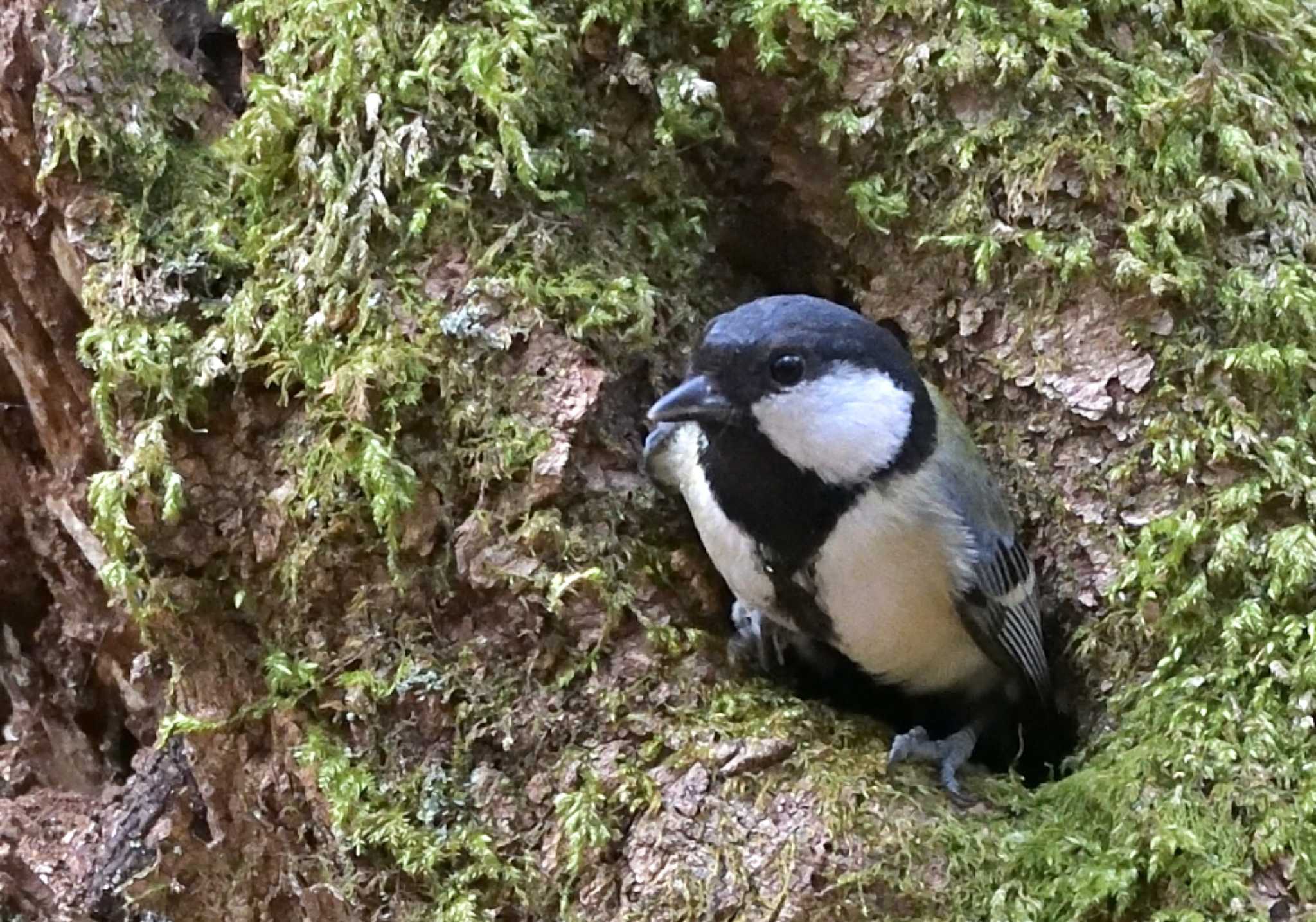 西湖野鳥の森公園 シジュウカラの写真 by 塩コンブ