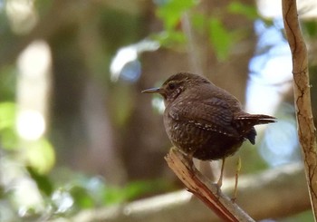 ミソサザイ 西湖野鳥の森公園 2021年4月10日(土)