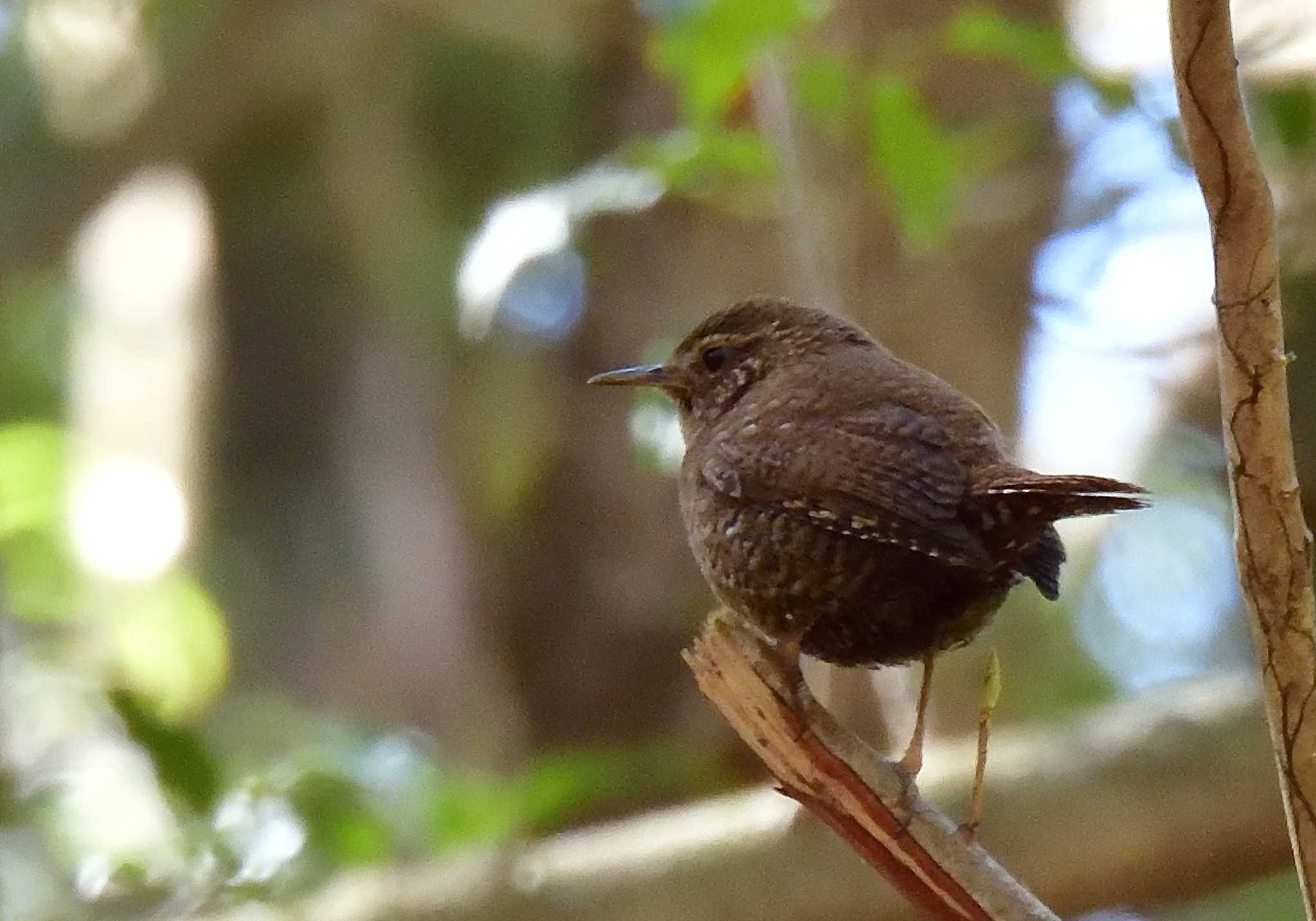 西湖野鳥の森公園 ミソサザイの写真 by 塩コンブ